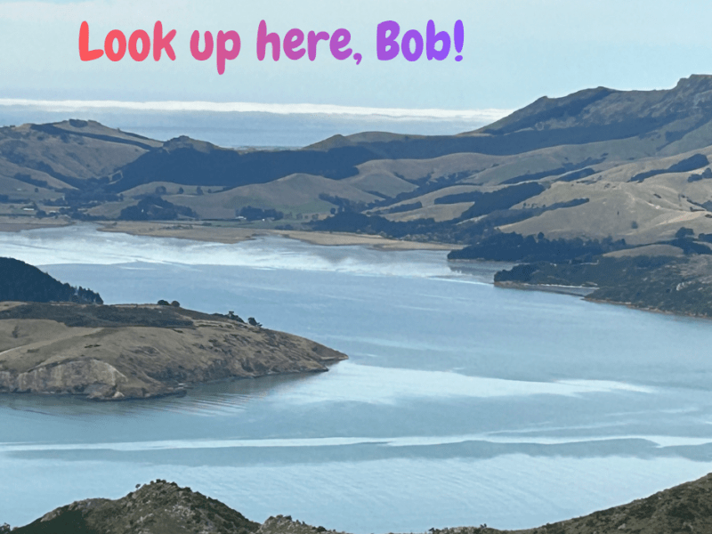 Look up here,&nbsp;Bob!